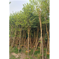 宫粉紫荆