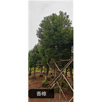 香樟