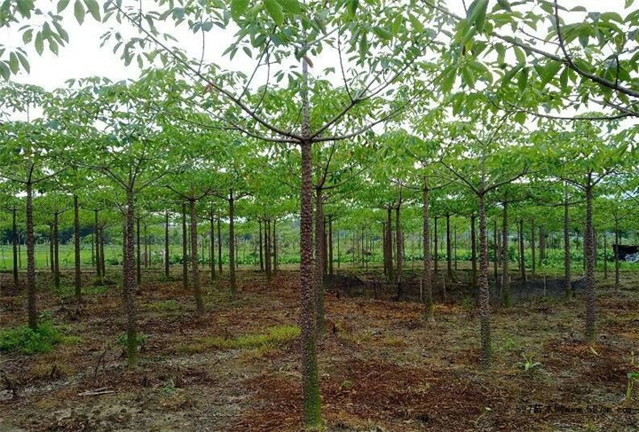 木棉树