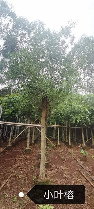 小叶榕