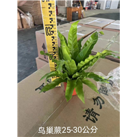 鸟巢蕨25-30公分