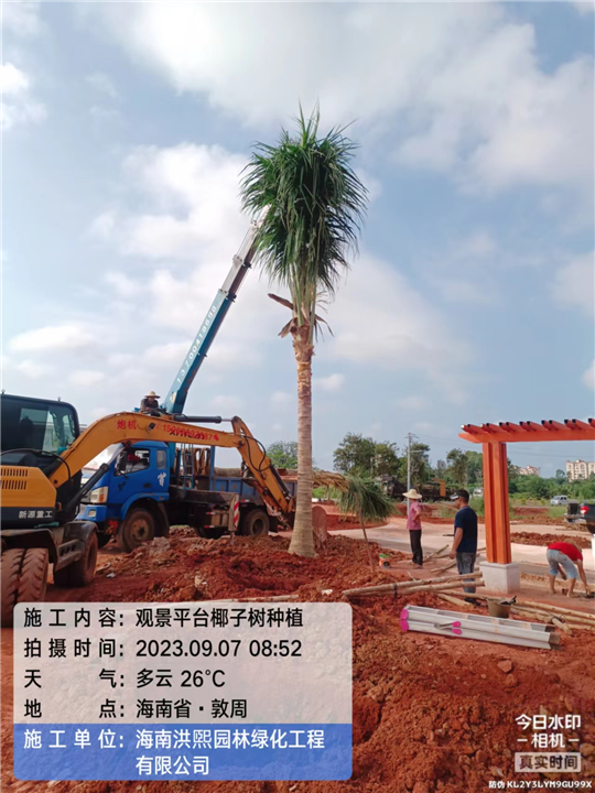 观景平台椰子树种植