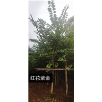 红花紫荆