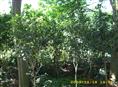 供应四季桂/广东四季桂基地/四季桂树/四季桂价格/四季桂花树