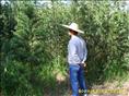 广东罗汉松\惠州罗汉松\博罗罗汉松\供应罗汉松\罗汉松价格\罗汉批发