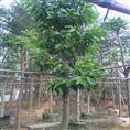 广东白玉兰基地-出售白玉兰-白玉兰供应商