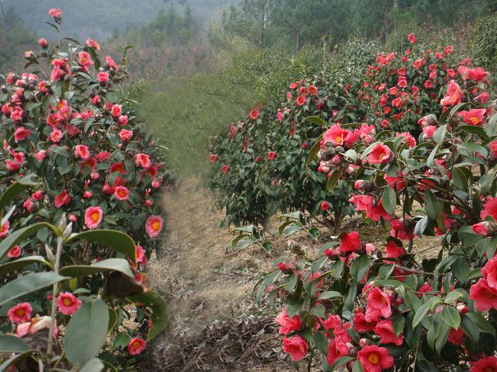 广东红花油茶.出售红花油茶.红花油茶价格