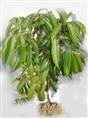 佛山荔枝小苗-荔枝小苗价格-荔枝小苗批发