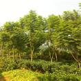 惠州蓝花楹基地、优质蓝花楹、出售蓝花楹