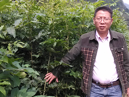 湖南青钱柳批发--湖南青钱柳价格