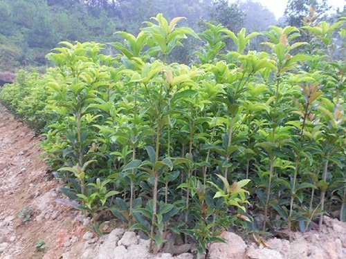湖南桂花&&湖南桂花批发