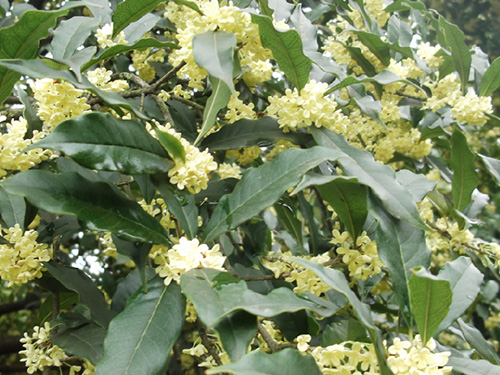 湖南桂花&&湖南桂花批发