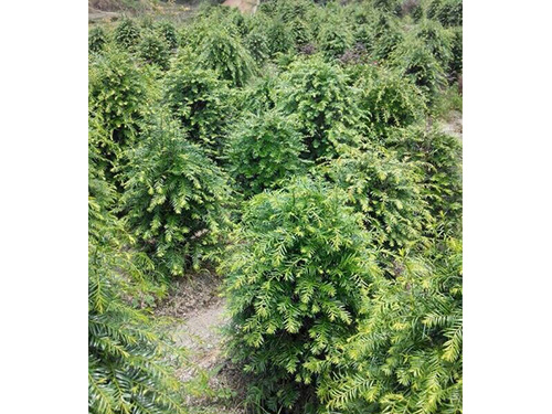 哪里有批发红豆杉的？