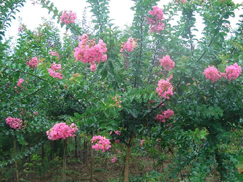 紫薇基地ღ湖南紫薇批发ღ湖南紫薇价格