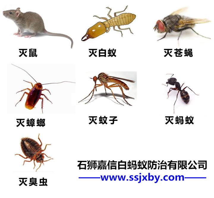 石狮有害生物防治|泉州有害生物防治 