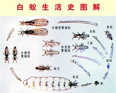 石狮白蚂蚁防治方法#石狮白蚂蚁防治电话 