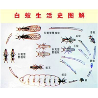 石狮白蚂蚁防治方法#石狮白蚂蚁防治电话 