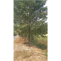 山东省诚信苗圃