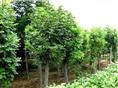 山东造型白蜡～销售造型白蜡～造型白蜡供应∨批发山东造型白蜡
