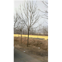 山东省诚信苗圃
