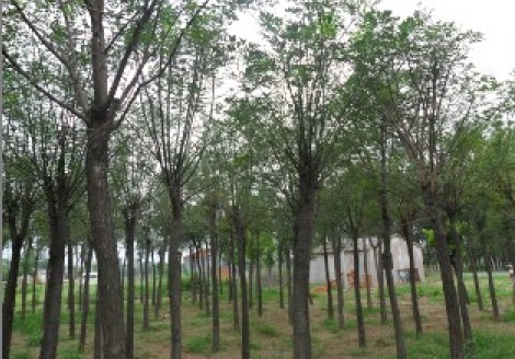 15公分白蜡～销售15公分白蜡～15公分白蜡供应∨批发山东15公分白蜡