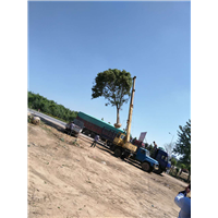 榆树1-40公分~~山东榆树基地|价格