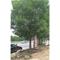 山东省诚信苗圃