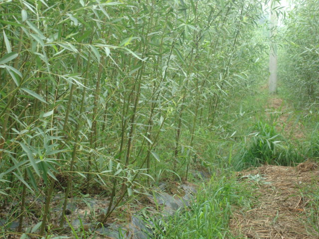 竹柳小苗||惠民竹柳小苗基地