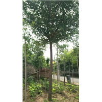 山东省诚信苗圃