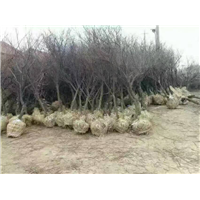 山东1-20公分柽柳--滨州柽柳基地批发