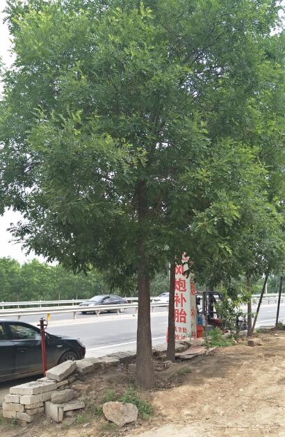 山东省诚信苗圃