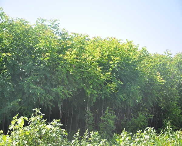 香花槐 