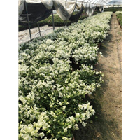 广西三角梅│广西三角梅种植基地哪家好