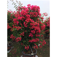 重庆三角梅优质种植基地+重庆三角梅小苗
