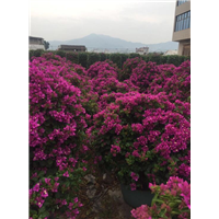 福建三角梅盆景【三角梅盆景】 