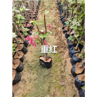 重红三角梅