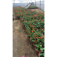 漳州市杂色花三角梅种植基地 