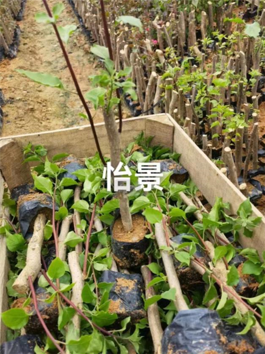 怡景三角梅苗批发