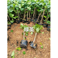 绿樱三角梅苗