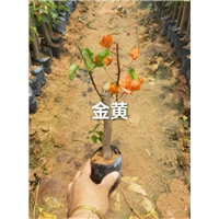 金黄三角梅