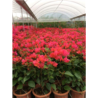 南平三角梅种植基地——南平三角梅批发