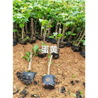 蛋黄三角梅苗