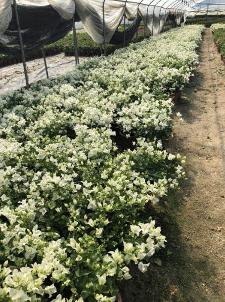 广西三角梅│广西三角梅种植基地哪家好