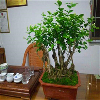 茉莉花盆景1