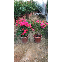 湖南三角梅种植基地哪个**啊%湖南三角梅