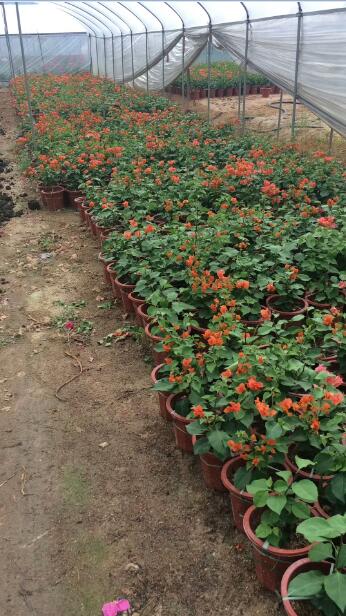 漳州市杂色花三角梅种植基地 