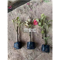 同安红三角梅批发