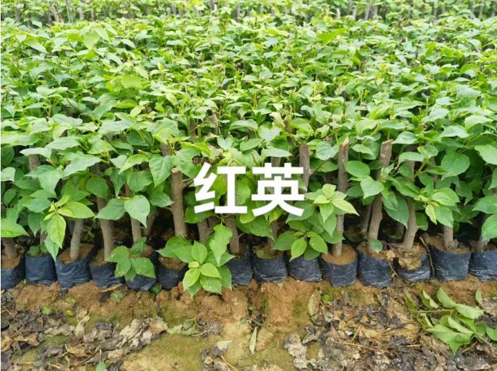 红樱三角梅苗