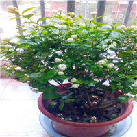茉莉花盆景1