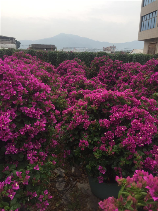 福建三角梅盆景种植基地√三角梅盆景批发 